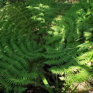 Meet your Posher, Ray